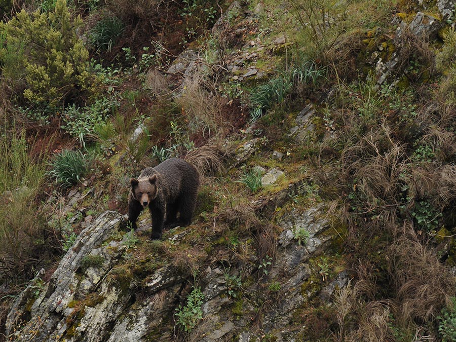 Oso Pardo